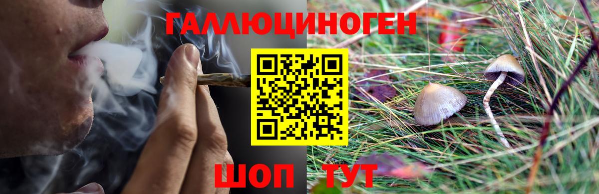 Псилоцибиновые грибы Cubensis Новороссийск